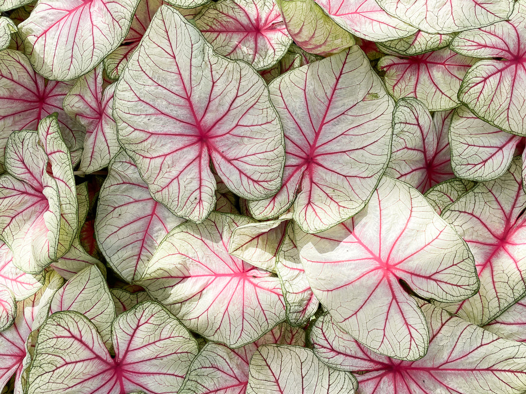 Caladiums: de mooiste meisjes van de kas