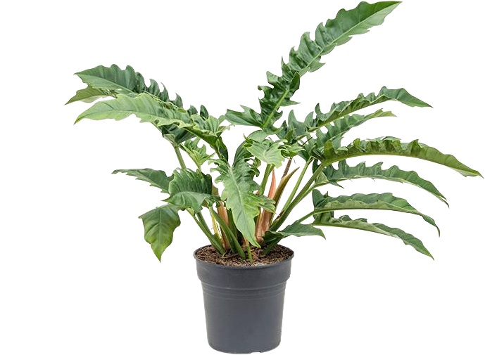 Philodendron narrow (M)