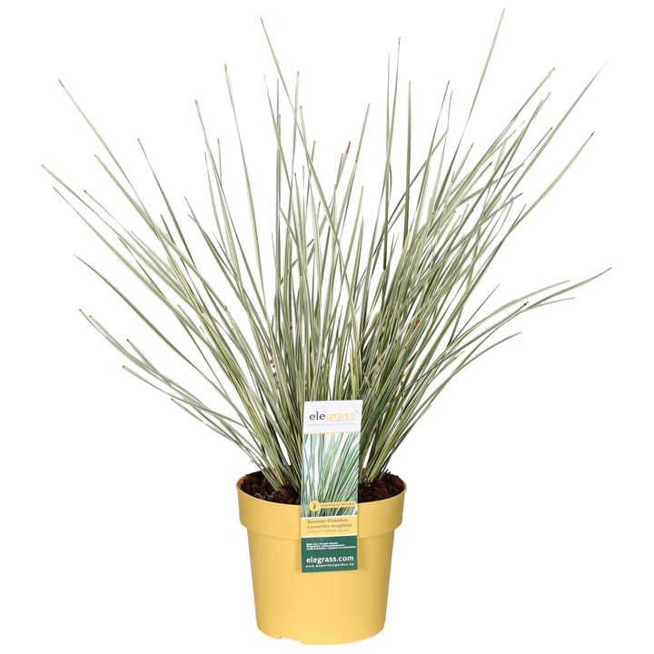 Lomandra long. White Sands (M)