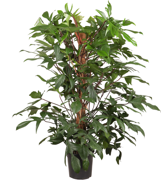 Philodendron florida beauty (XL)