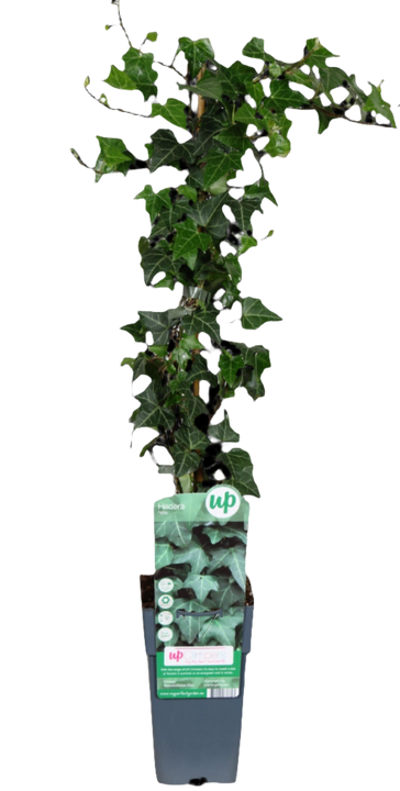 Hedera Helix Wonder (Klimop) (M)