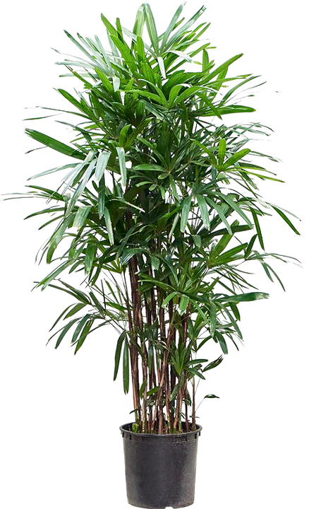 Rhapis excelsa (Stokpalm) (XXL)