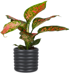 Aglaonema spotted star (S)