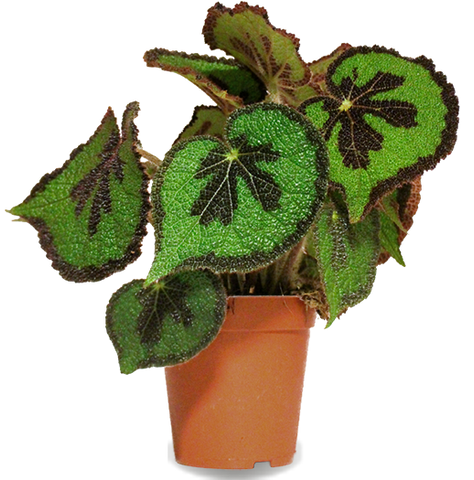 Begonia masoniana store