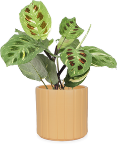 Maranta kerchoveana variegata (Gebedsplant) (S)