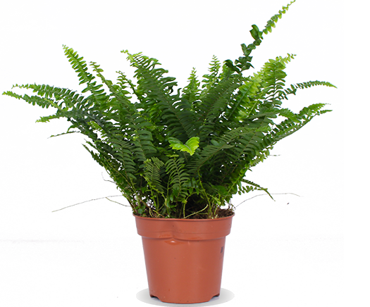 Nephrolepis (Krulvaren) (S)