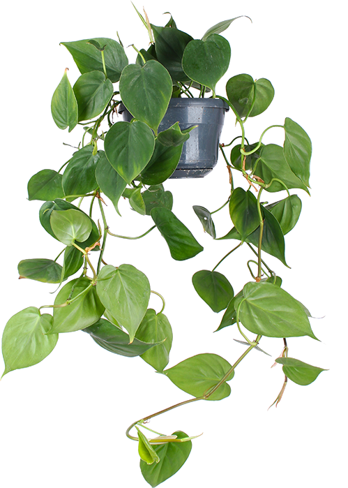 Philodendron scandens (Heartleaf philodendron) (M)