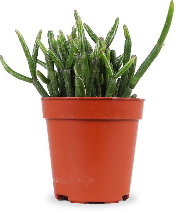 Rhipsalis cashero (Koraalcactus) (XS)