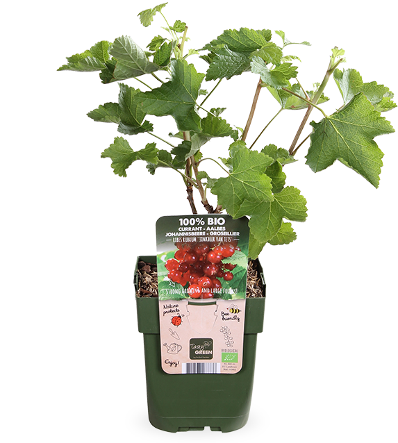 Wierook Voorwaardelijk Doelwit Ribes ribest (Aalbes) online kopen | Plantsome