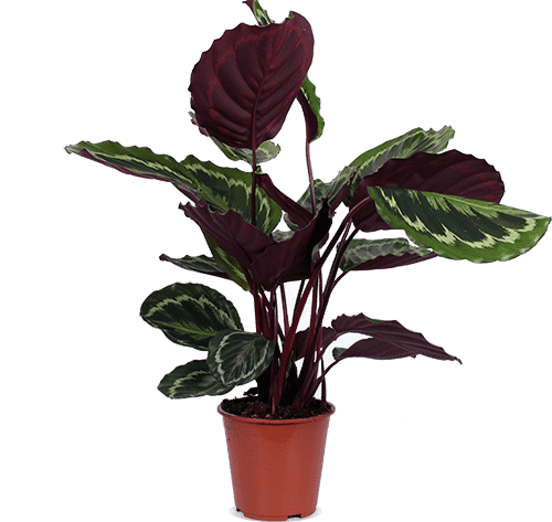 Calathea medallion (Pauwenplant) (M)